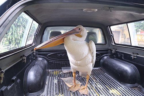 Ngư dân Quảng Trị bắt được chim bồ nông 9 kg gắn định vị