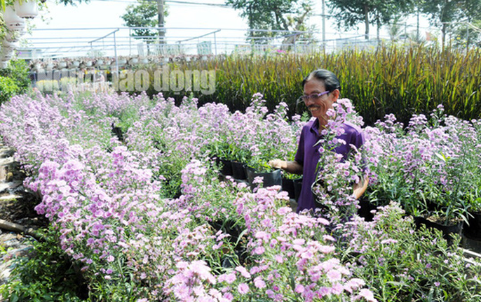 Lão nông 70 tuổi tiết lộ lí do trồng toàn hoa kiểng màu tím, thu hơn 15 tỉ đồng/năm