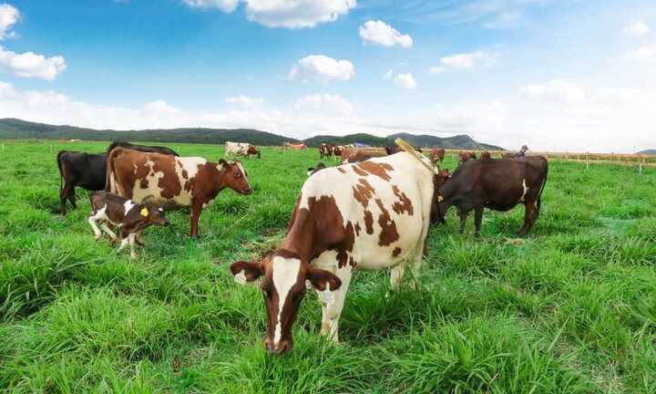 Trang trại bò sữa Organic tiêu chuẩn Châu Âu đầu tiên tại việt nam của Vinamilk