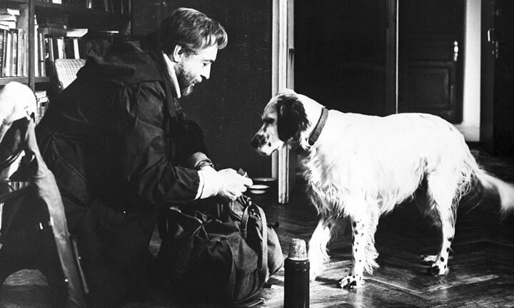 Những chú chó nổi tiếng của nước Nga