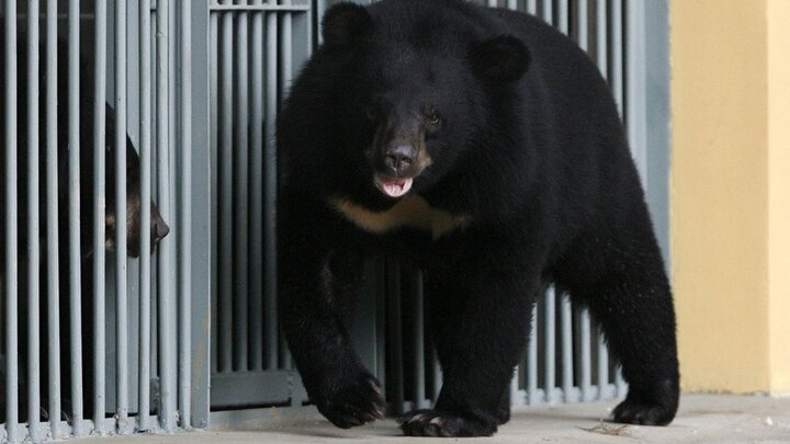 Người phụ nữ nuôi gấu 2 năm vì tưởng mua được chó ngao Tây Tạng