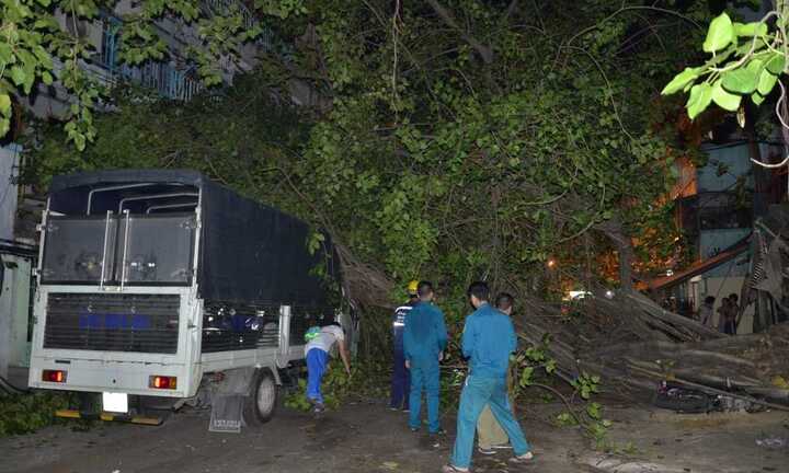 Cây bồ đề bật gốc đè nát xe tải giữa Sài Gòn