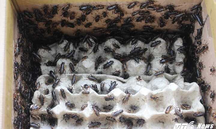 Chợ côn trùng khiến ai 'yếu bóng vía' phải sởn gai ốc giữa TP.HCM