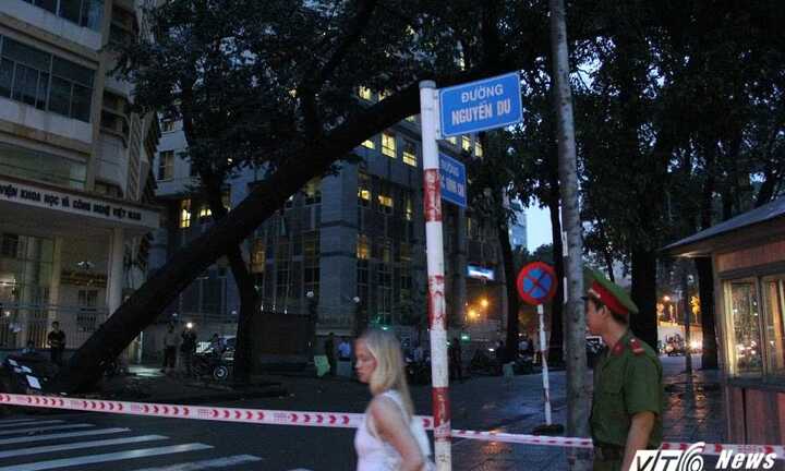 Cổ thụ bật gốc ở trung tâm TP.HCM, người đi đường hoảng loạn
