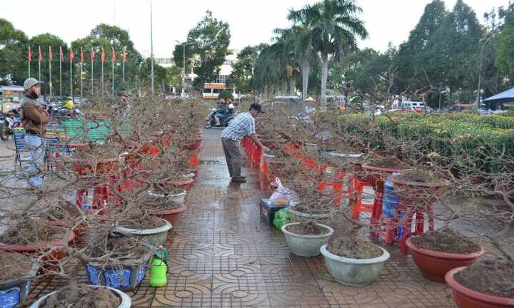 Chợ hoa vắng khách, nhà vườn Đắk Lắk đứng ngồi không yên