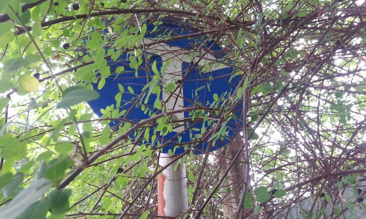 Biển báo giao thông núp bóng cây, tài xế dở khóc dở cười