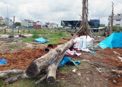 Đang chăm sóc vườn cảnh, nam thanh niên bị cây đè chết thương tâm