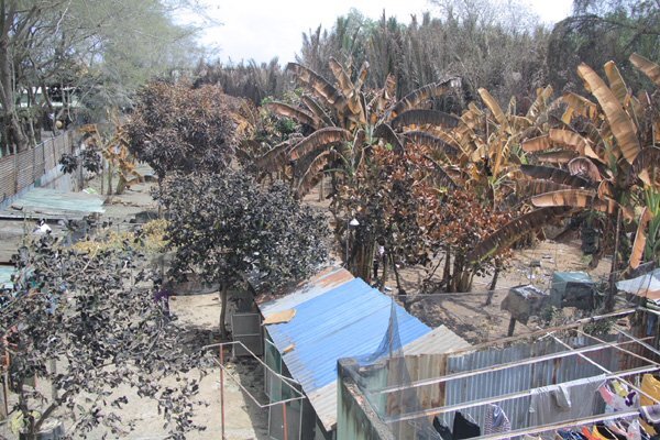 Rò rỉ khí amoniac khiến 4 người nhập viện, chó gà chết la liệt: Tin mới nhất