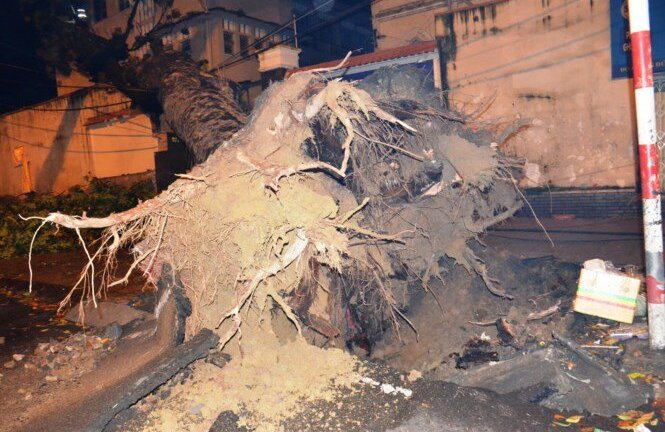 Cây cổ thụ bật gốc, đè sập cổng trường Đại học Sài Gòn