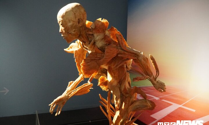 Triển lãm mô hình xác người, thai nhi gây tranh cãi ở TP.HCM