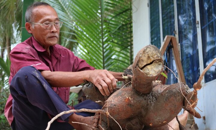 Cụ ông ở Long An thu hoạch được củ khoai mì nặng hơn 20kg