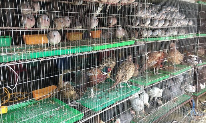 Cận cảnh chợ chim lớn nhất miền Tây