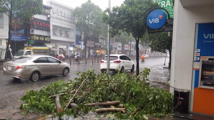 Cây xanh ngã đổ trong mưa lớn ở TP.HCM, hai mẹ con thoát chết trong gang tấc