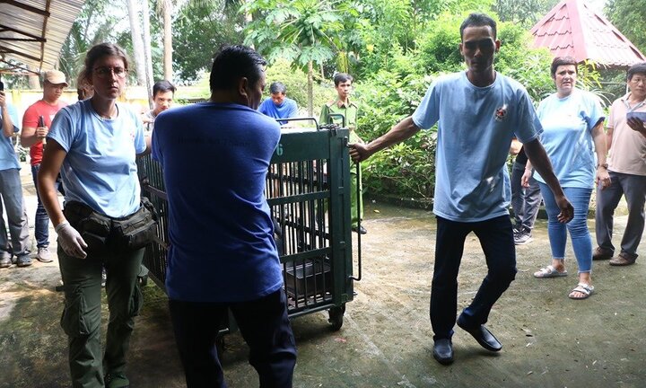 Giải cứu 7 con gấu ở Bình Dương và Đồng Nai