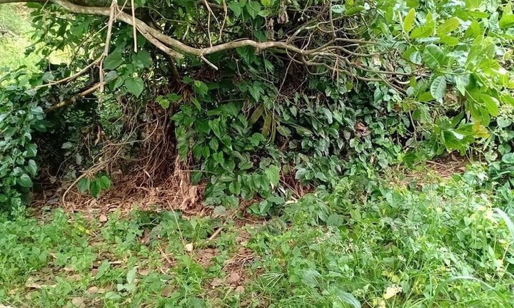 Đi hái rau, tá hỏa phát hiện nửa thi thể người đang phân hủy