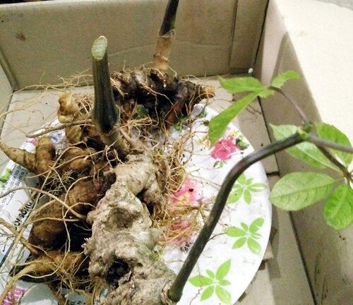 Mục sở thị củ sâm Ngọc Linh 7 lạng có giá hơn 400 triệu đồng