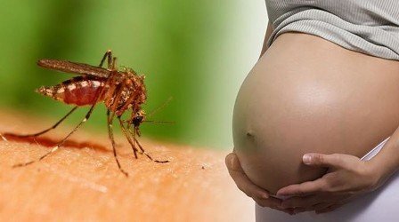 TP. HCM: Dịch Zika bùng phát toàn thành phố, 51 thai phụ nhiễm bệnh