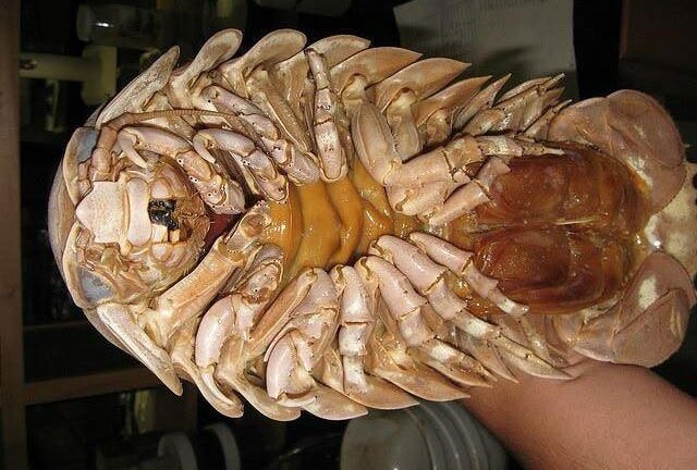 Bọ biển giá 4 triệu đồng/con, soán ngôi 'vua hải sản' của tôm hùm