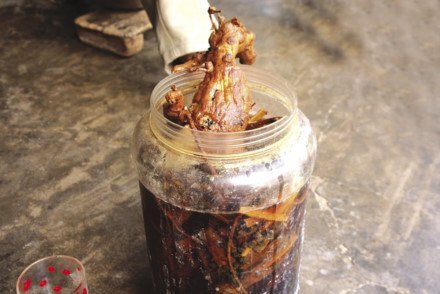 Dân đổ xô trồng cây thuốc xổ vì tưởng là... thuốc bổ