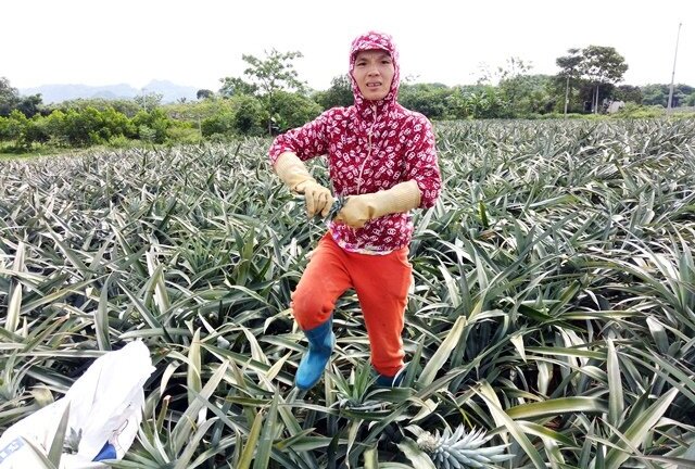 Thanh Hóa: Thương lái Trung Quốc ồ ạt mua dứa xanh bất thường