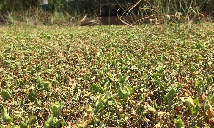 Ảnh: Cây xanh thành phố tiêu điều dưới cái nắng nóng như đổ lửa