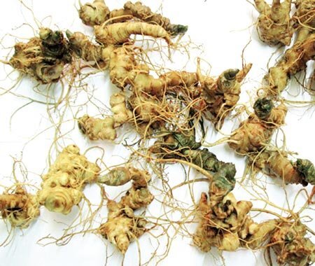 Thủ tướng phê duyệt sâm Ngọc Linh trở thành 'sản phẩm Quốc gia'