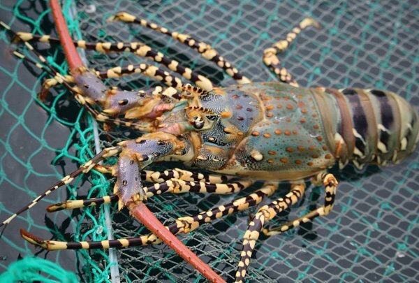 Choáng với doanh thu bán bơ 300 triệu đồng/tháng, tôm hùm 35 triệu đồng/ngày