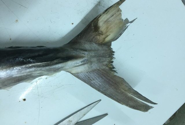 Bóc trần mánh khóe lừa gạt người mua của dân bán cá thu
