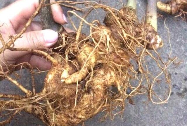 Đại gia bị lừa 100 triệu đồng mua củ tam thất 'khủng' thế nào?