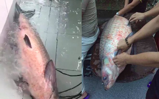 Cá trắm đen 'siêu khủng' nặng 45kg được đánh bắt ở Yên Bái