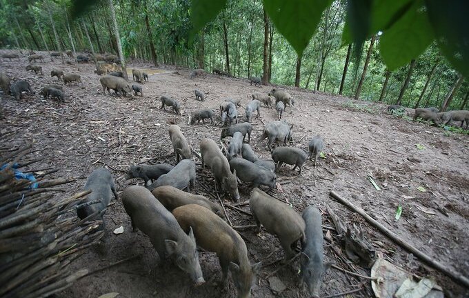 Thầy giáo Mường thu 800 triệu mỗi năm nhờ nuôi lợn bán hoang dã