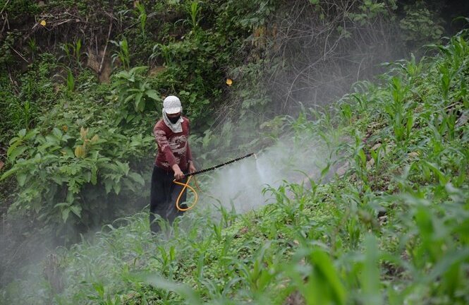 Kinh hoàng cảnh tượng thuốc độc tràn ngập vùng cao Sơn La