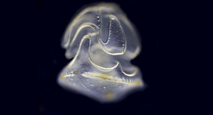 Đức: Sắp cho phép dùng giun sán chữa bệnh