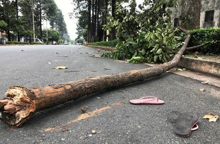 Bị cành cây rơi trúng người, nữ công nhân chết thương tâm