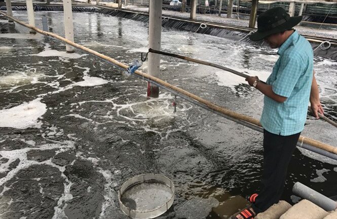Không vay được vốn, doanh nghiệp nuôi tôm sạch kêu cứu
