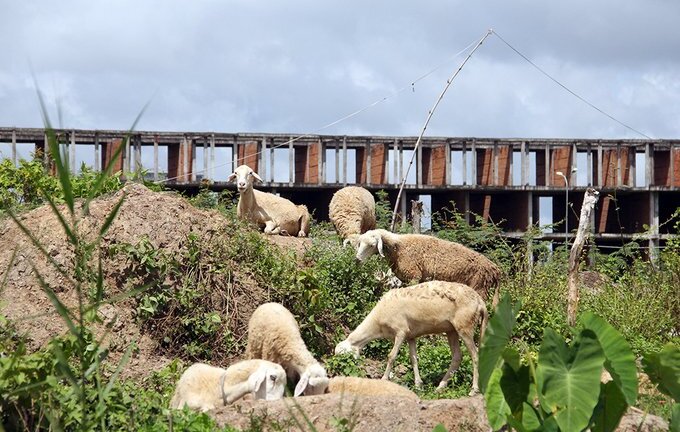 Khu đô thị lớn nhất Cần Thơ thành chỗ chăn cừu