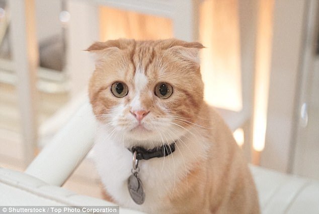 Bị mèo cào, chàng trai trẻ nhiễm vi khuẩn gây rối loạn cương dương