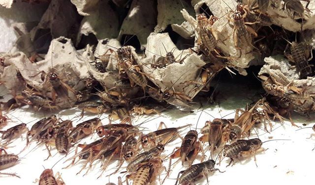 Nuôi con 'kêu rỉ rả cả đêm', vào mùa thu 1 triệu đồng/ngày