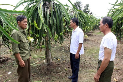 Trồng thanh long trên đất núi đá, nông dân thu 300 triệu đồng/năm