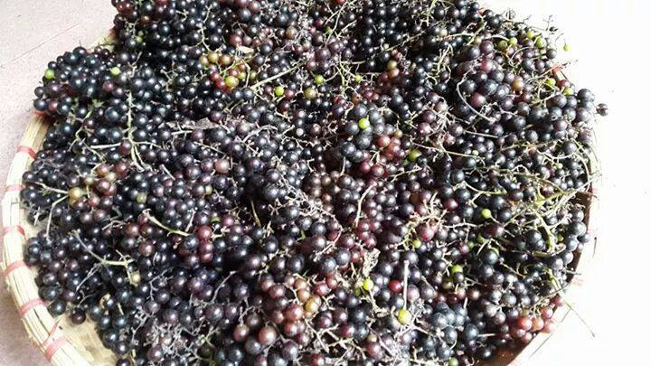 Nho rừng Tây Bắc đắt như nho Mỹ: Dân Hà Nội tranh nhau mua