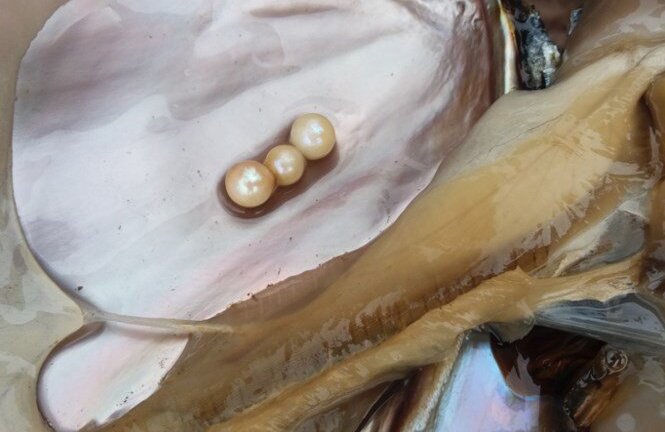 Gặp chàng trai 9x ném tiền tỷ xuống ao lấy ngọc