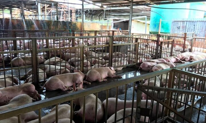 5.000 con heo bị tiêm thuốc an thần: Có cả heo đeo vòng truy xuất nguồn gốc