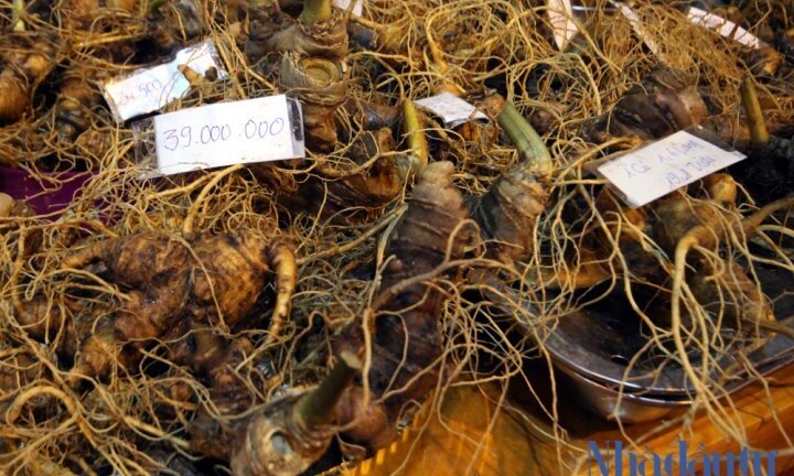 Vingroup, TH sắp đầu tư 16.000 tỷ đồng trồng sâm Ngọc Linh