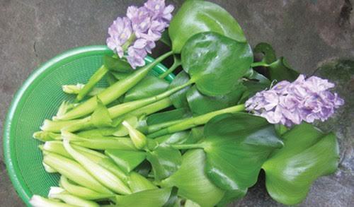 Lý do cây dại cho lợn gà ở Việt Nam lại thành đặc sản giá 'cắt cổ' ở Nhật