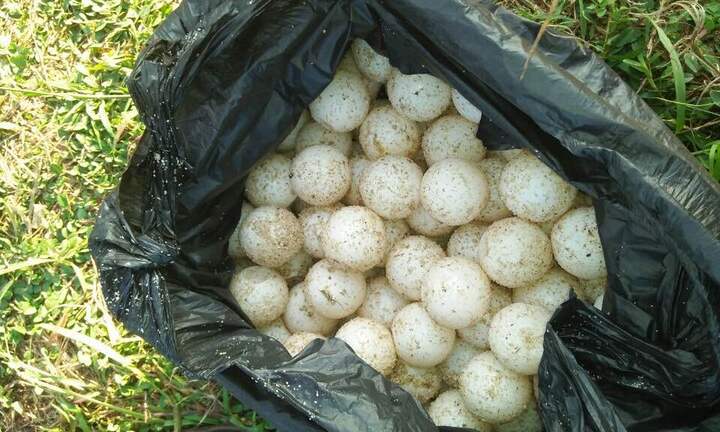 Buôn 30 quả trứng rùa biển, lĩnh án phạt 50 triệu đồng