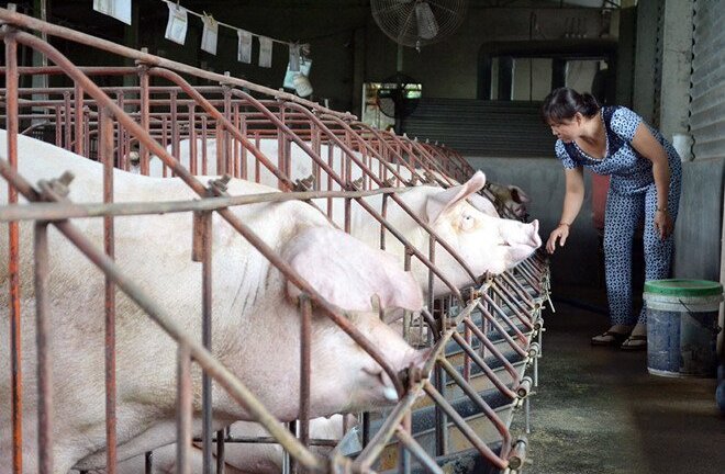 Giá lợn hơi ở Đồng Nai lại chạm đáy 24.000 đồng/kg