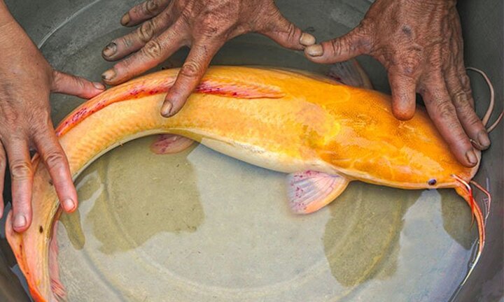 Cà Mau: Bắt được cá trê có màu vàng óng ánh hiếm có