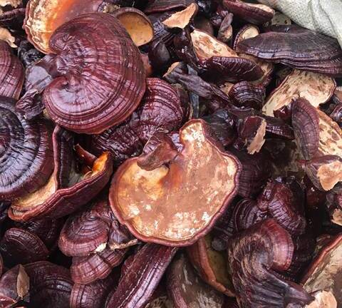 'Chưa có công ty nào được Bộ Y tế cấp phép nhập khẩu nấm linh chi Hàn Quốc'