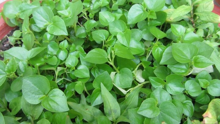 Rau càng cua - 'thần dược' rau dại nhưng đắt hơn cả thịt