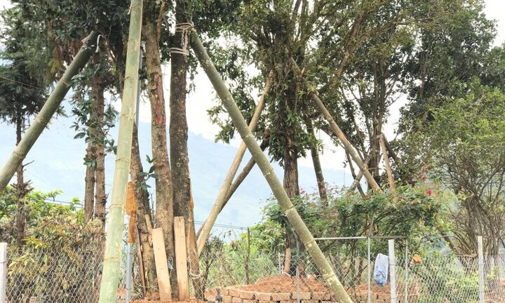 Cây mộc hương cổ thụ khiến đại gia cõng bao tải tiền, đổi ô tô tiền tỷ săn lùng